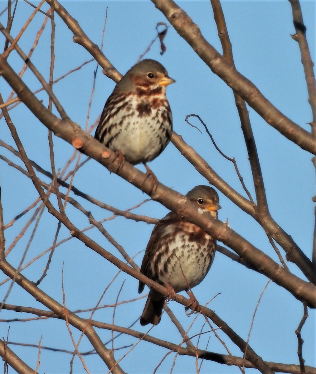 Fox Sparrow - ML531165601