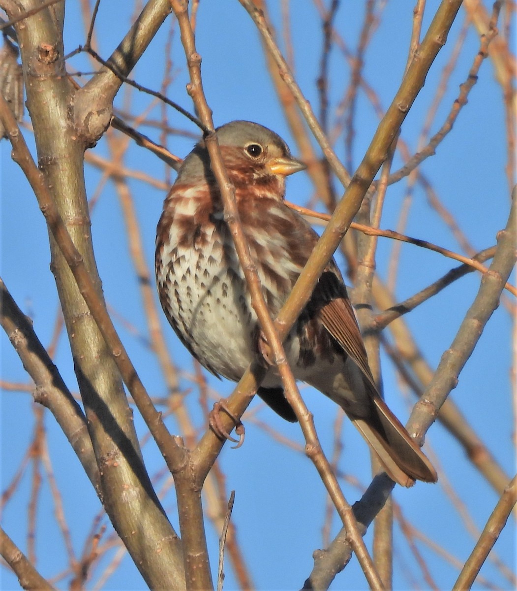 Fox Sparrow - ML531165611