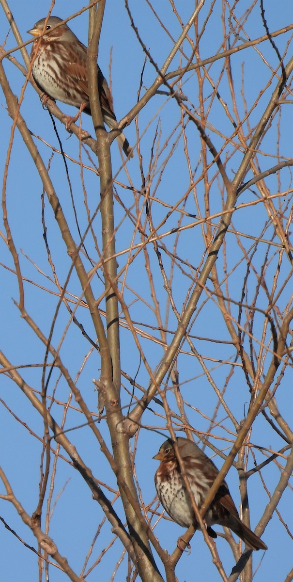 Fox Sparrow - ML531165621