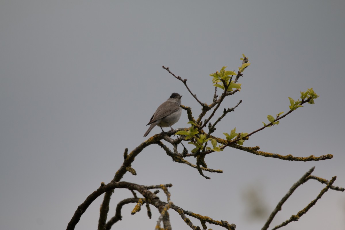 Eurasian Blackcap - ML531166121