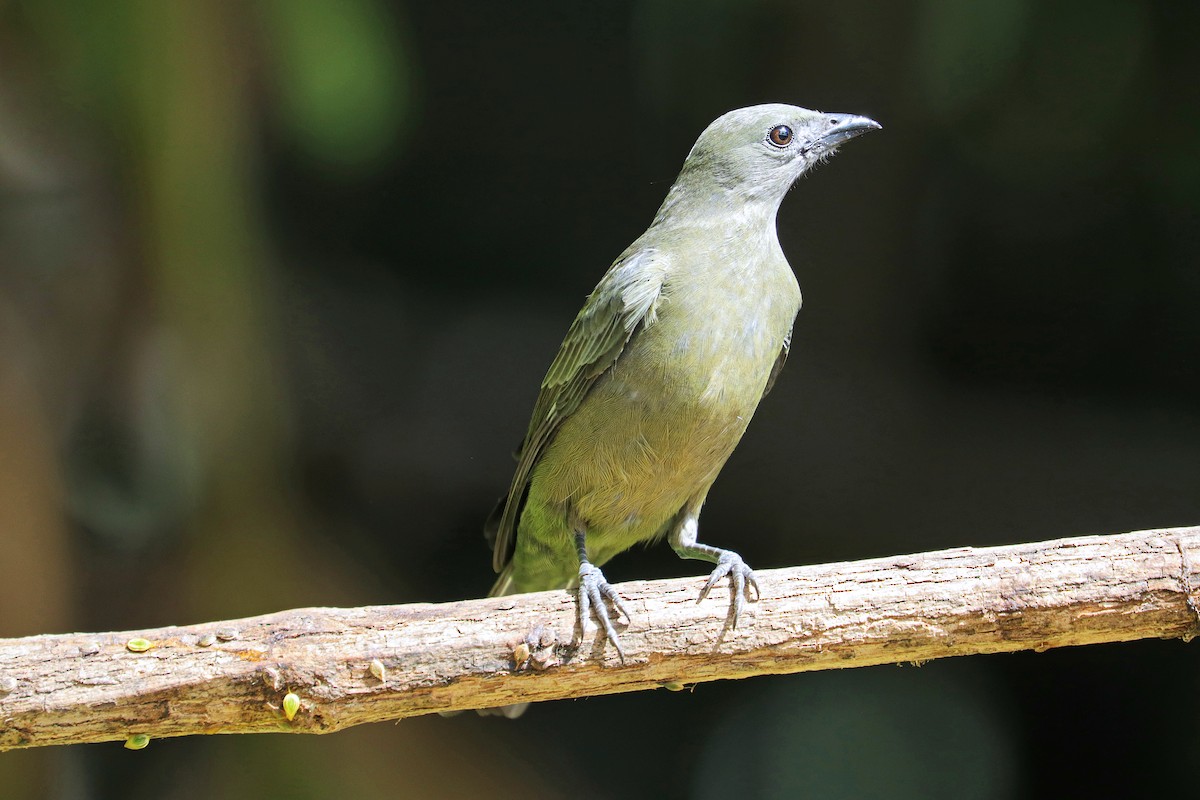 Palm Tanager - Nathan Wall