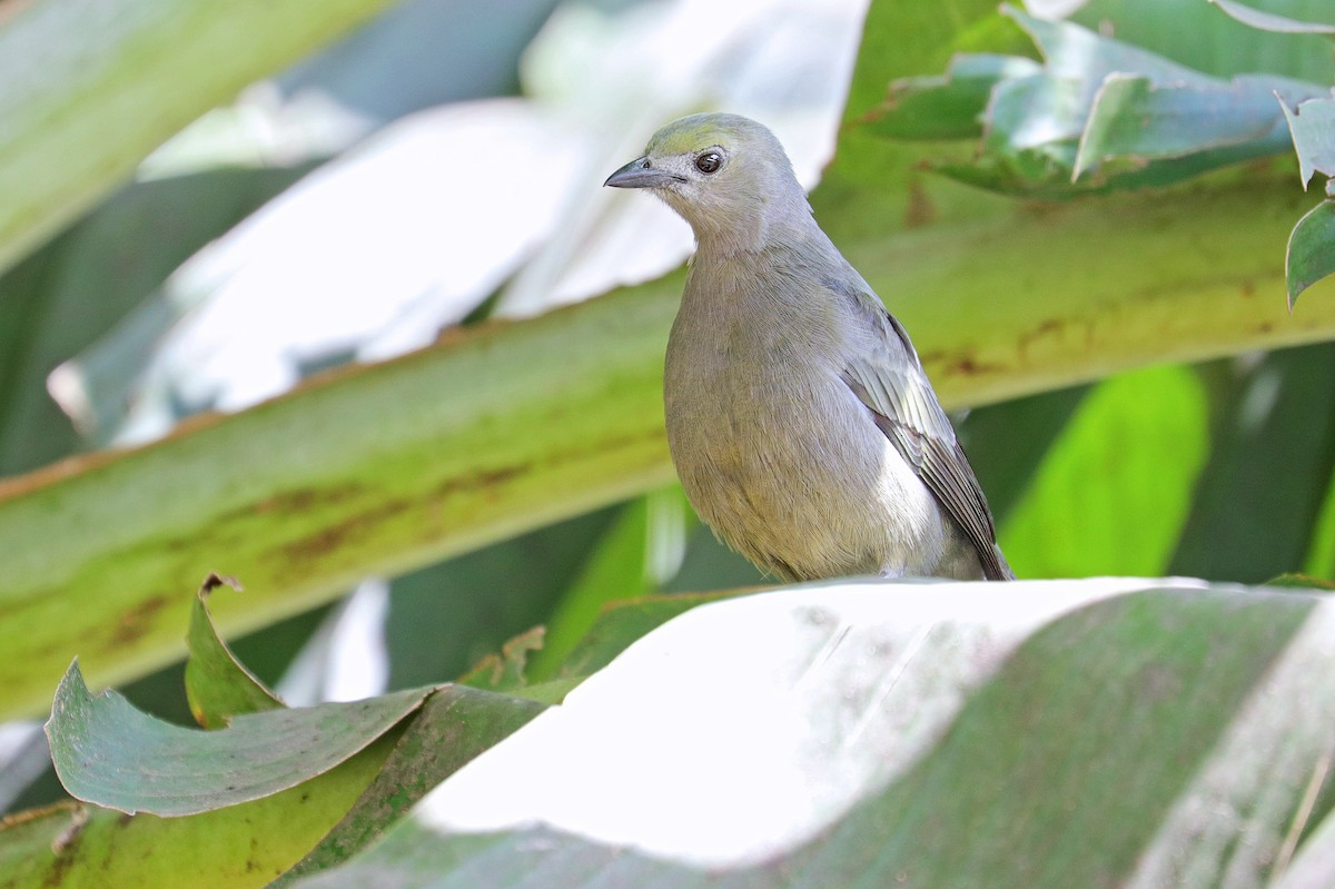 Palm Tanager - Nathan Wall