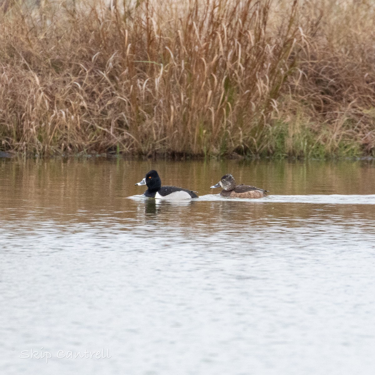 Ring-necked Duck - ML531167271