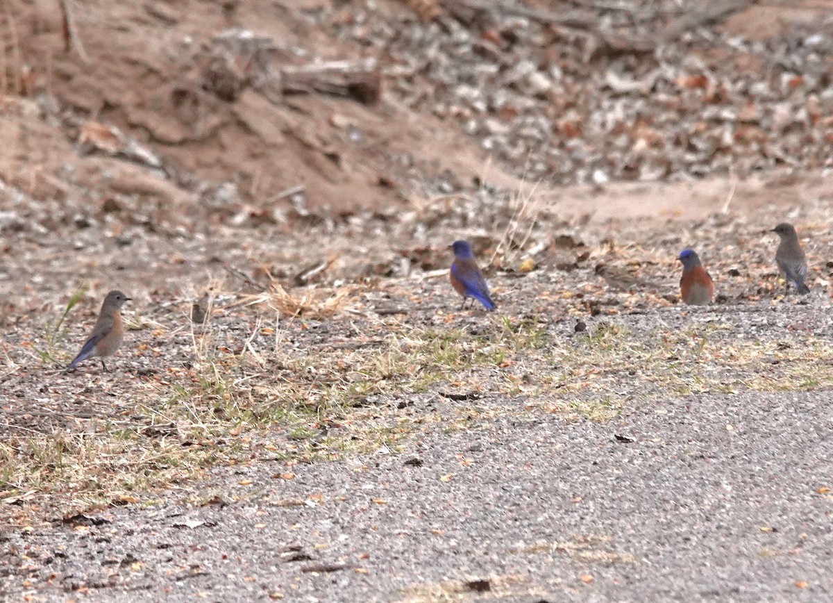 Western Bluebird - ML531167781