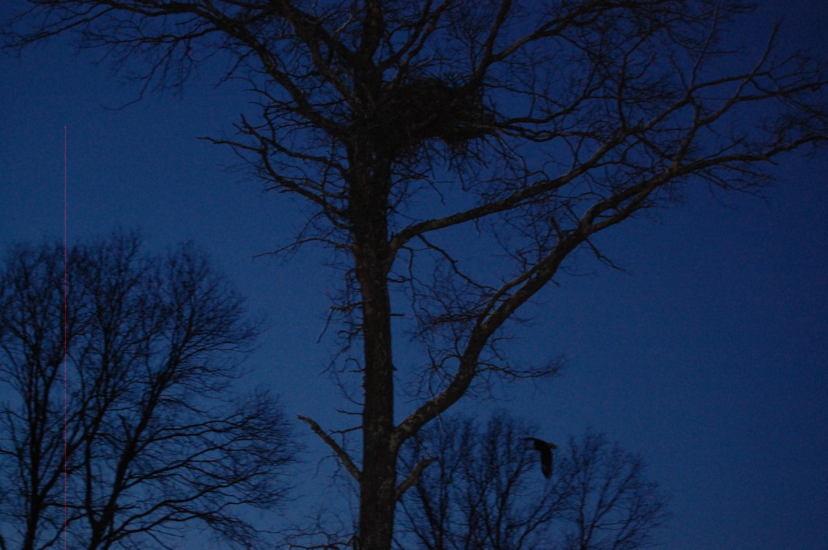 Bald Eagle - Roman Buck