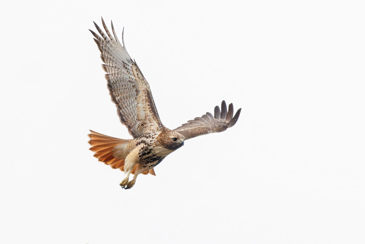 Red-tailed Hawk - ML531168171
