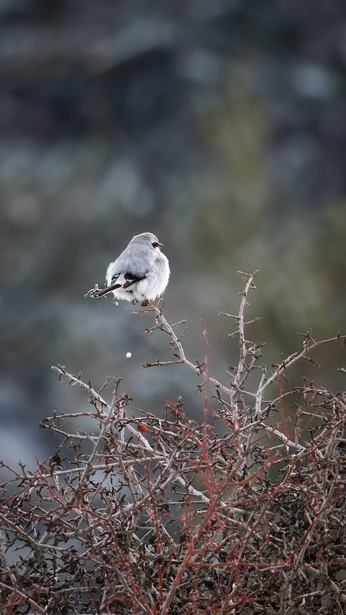 Great Gray Shrike - ML531168521