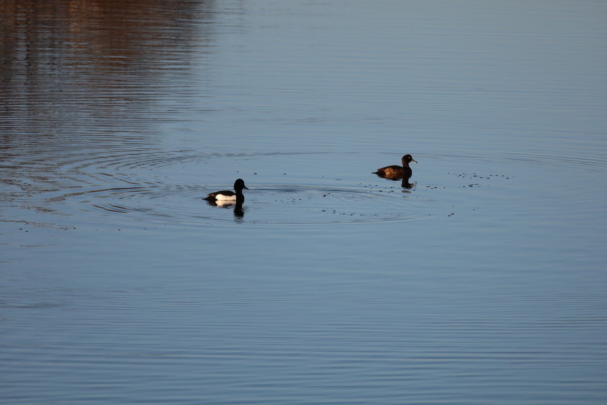 鳳頭潛鴨 - ML531169161