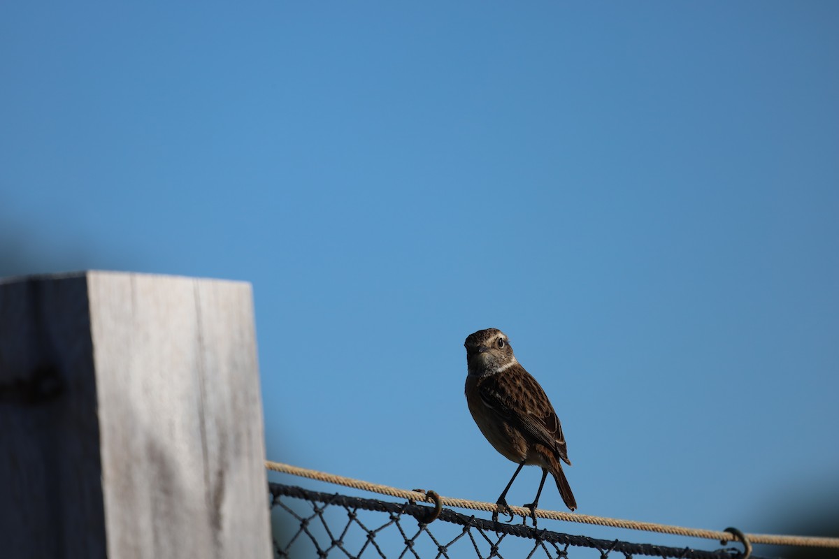 European Stonechat - Luís Filipe Ferreira