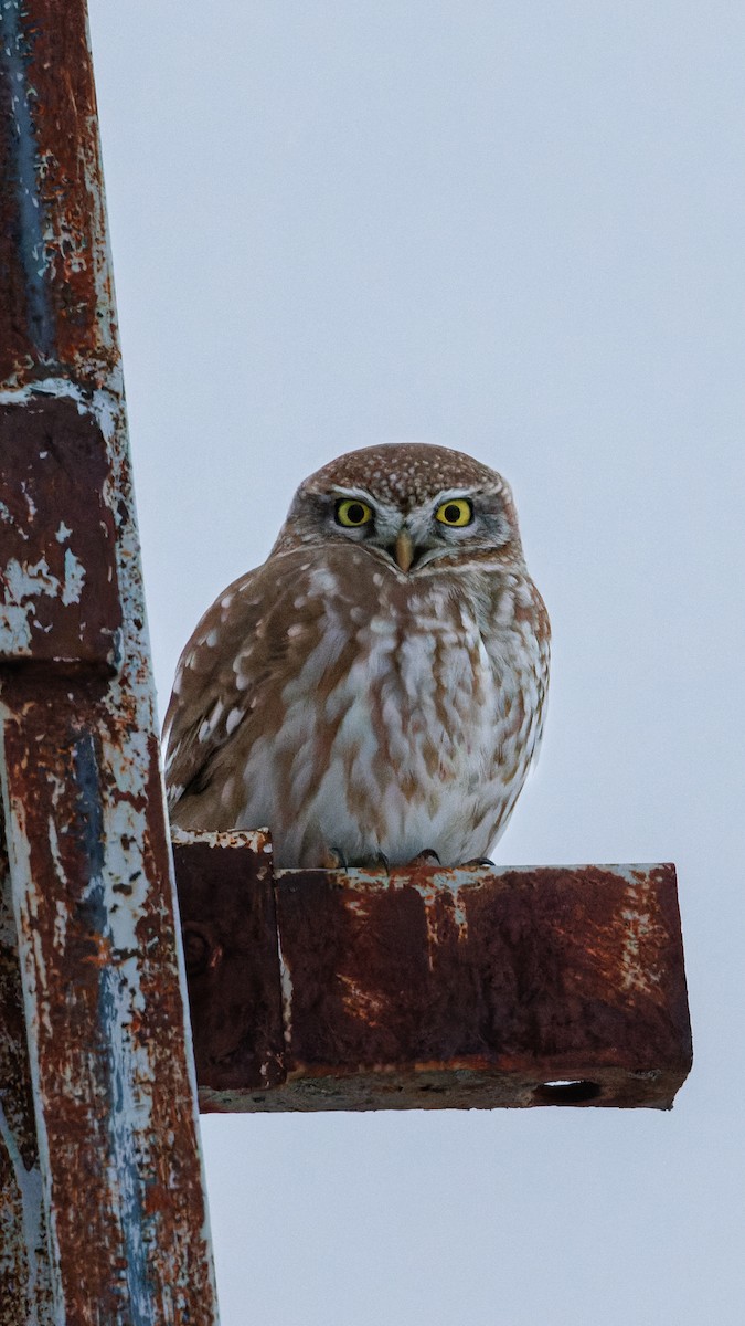 Little Owl - ML531170371