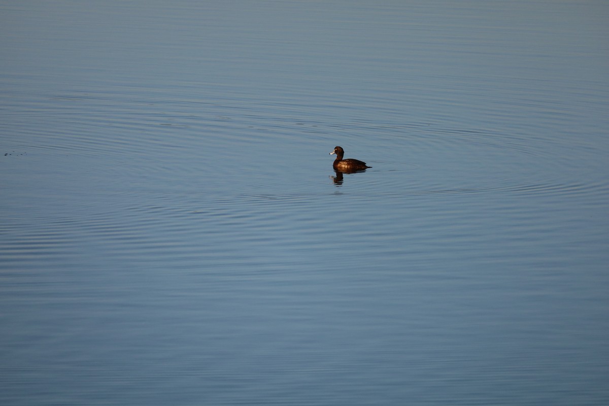 Tufted Duck - ML531170771