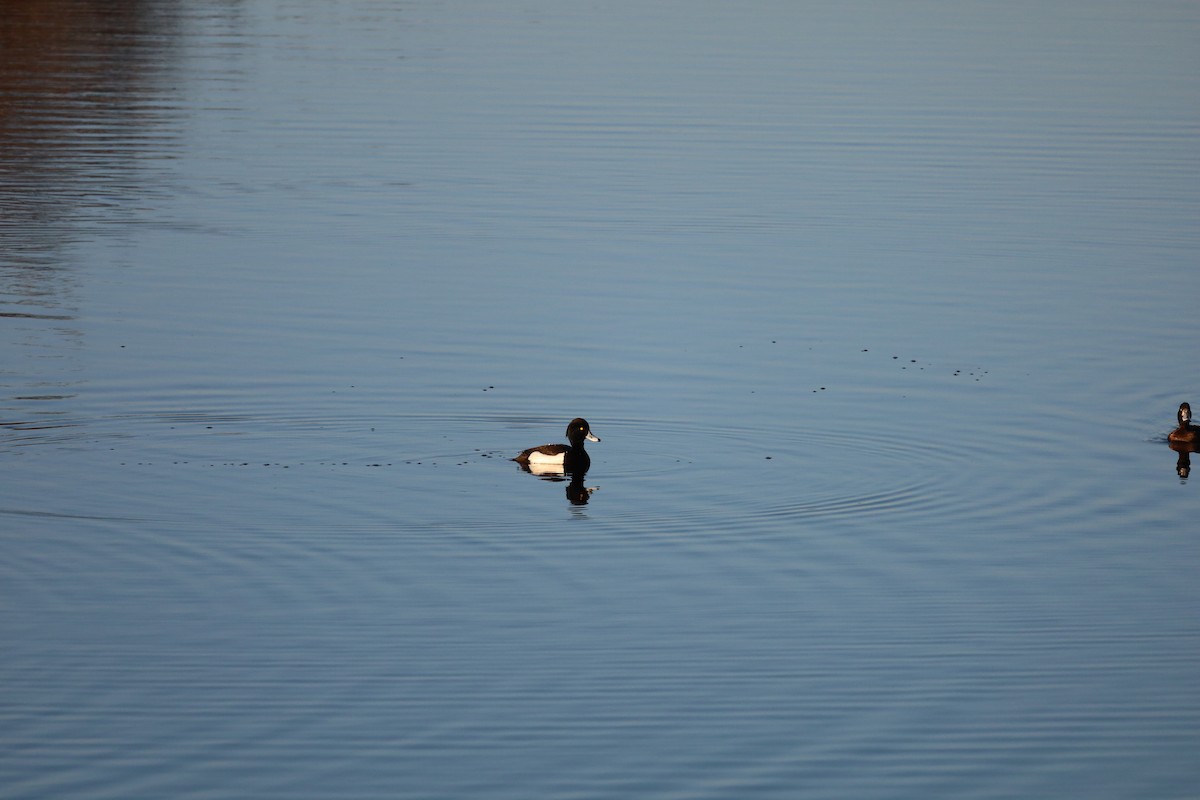 Tufted Duck - ML531170781
