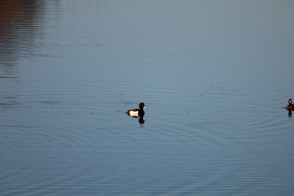 鳳頭潛鴨 - ML531170781