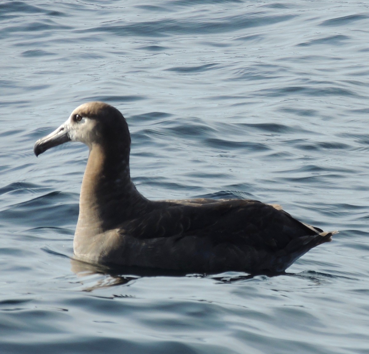 Albatros à pieds noirs - ML531171751