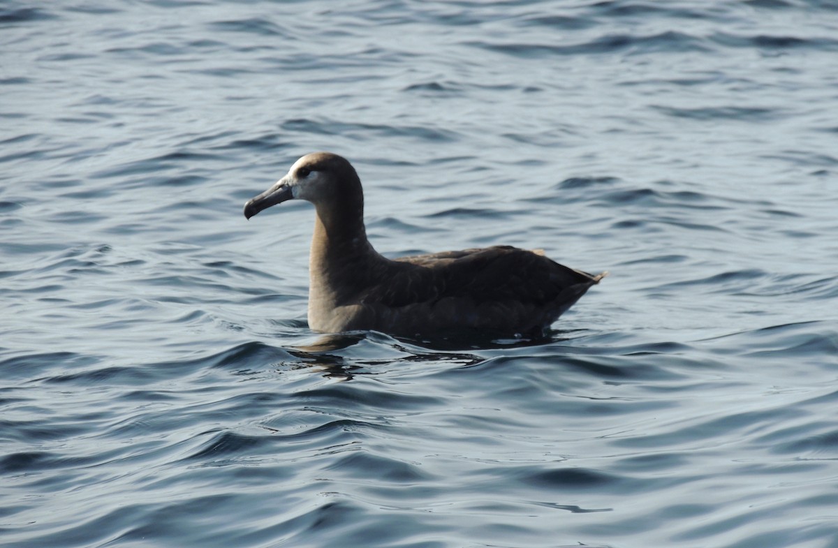 albatros černonohý - ML531171781