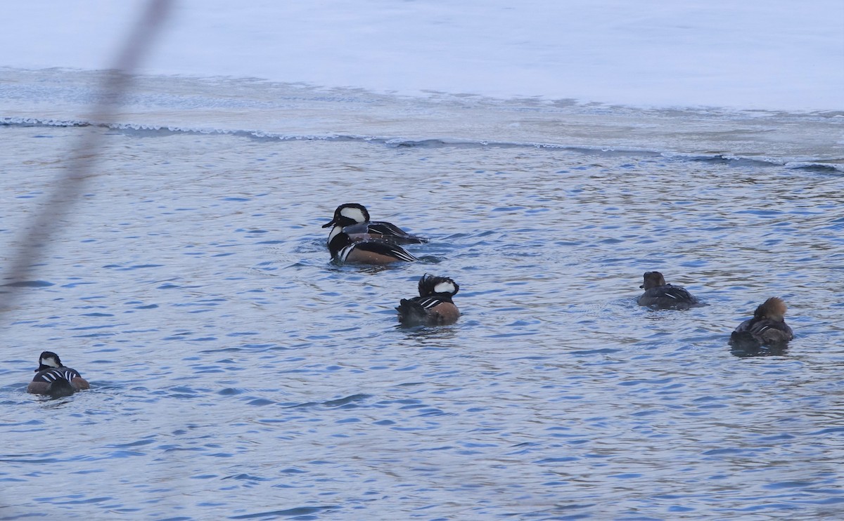 Hooded Merganser - ML531172601