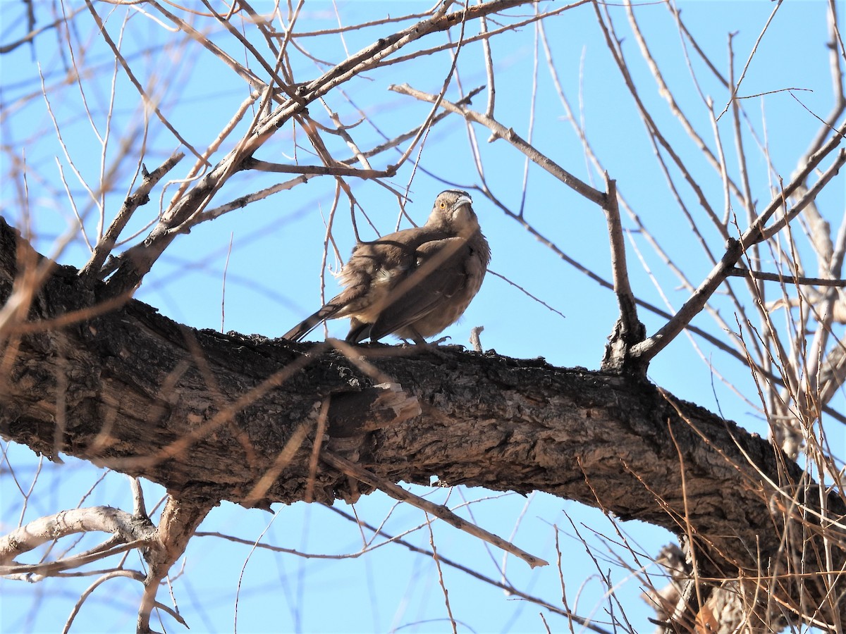 Curve-billed Thrasher - ML531173091