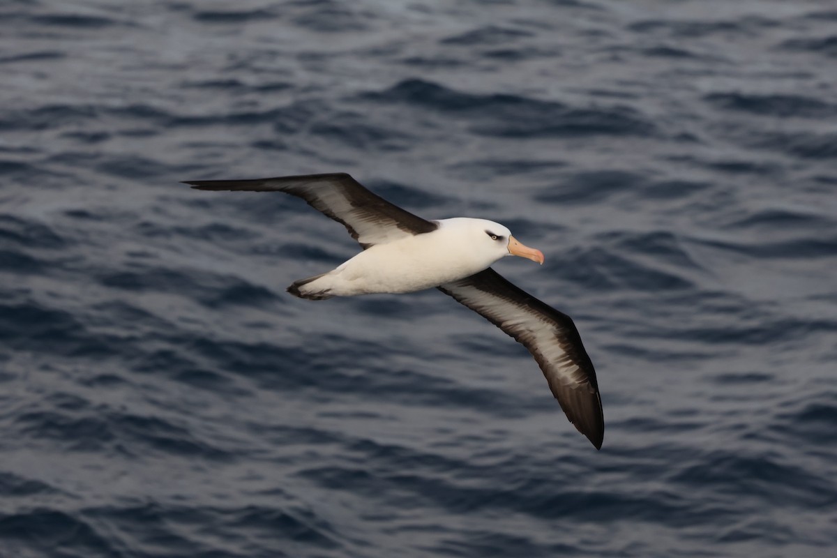 Black-browed Albatross (Campbell) - Brett Monroe Garner