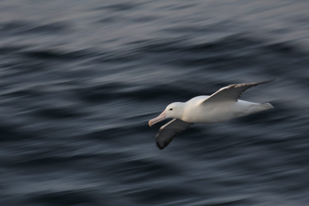 Northern/Southern Royal Albatross - Brett Monroe Garner