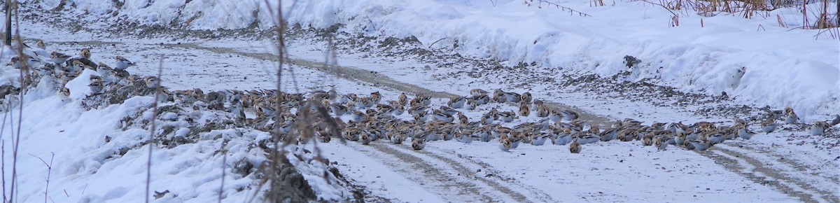 Snow Bunting - ML531174661