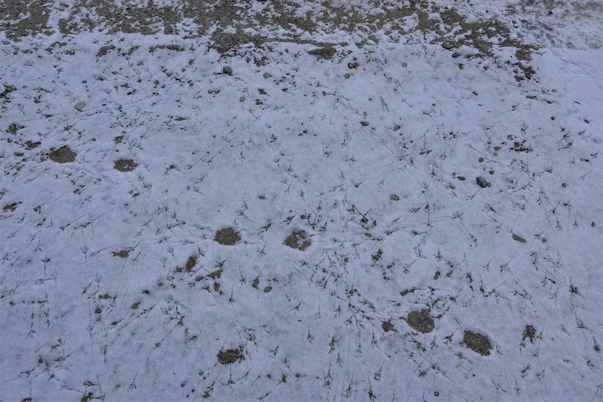 Пуночка снігова - ML531174741