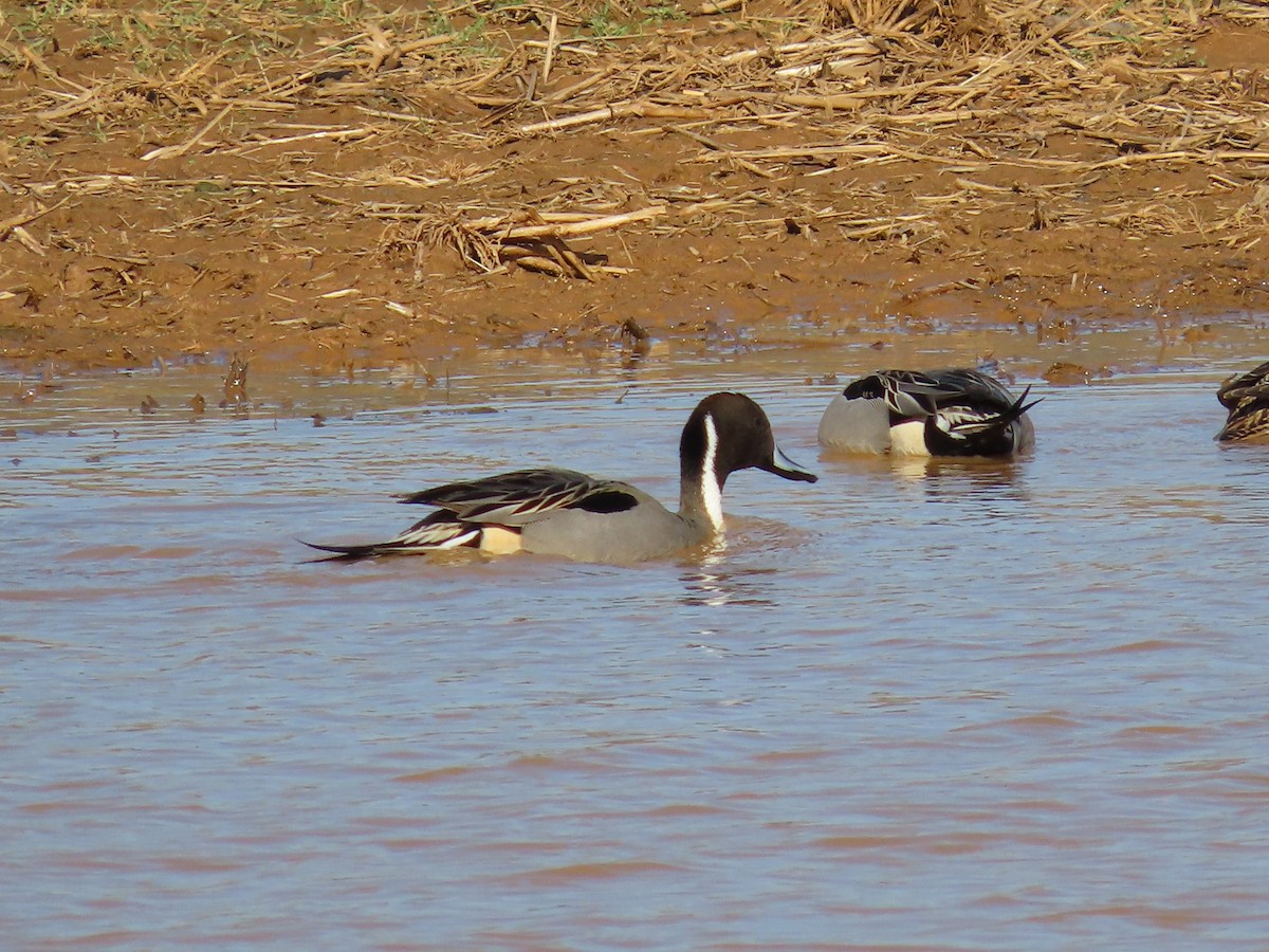 Northern Pintail - Caroline Martin