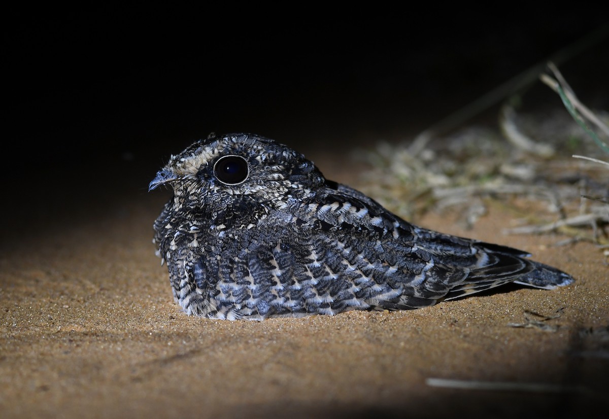 Sickle-winged Nightjar - ML531175481