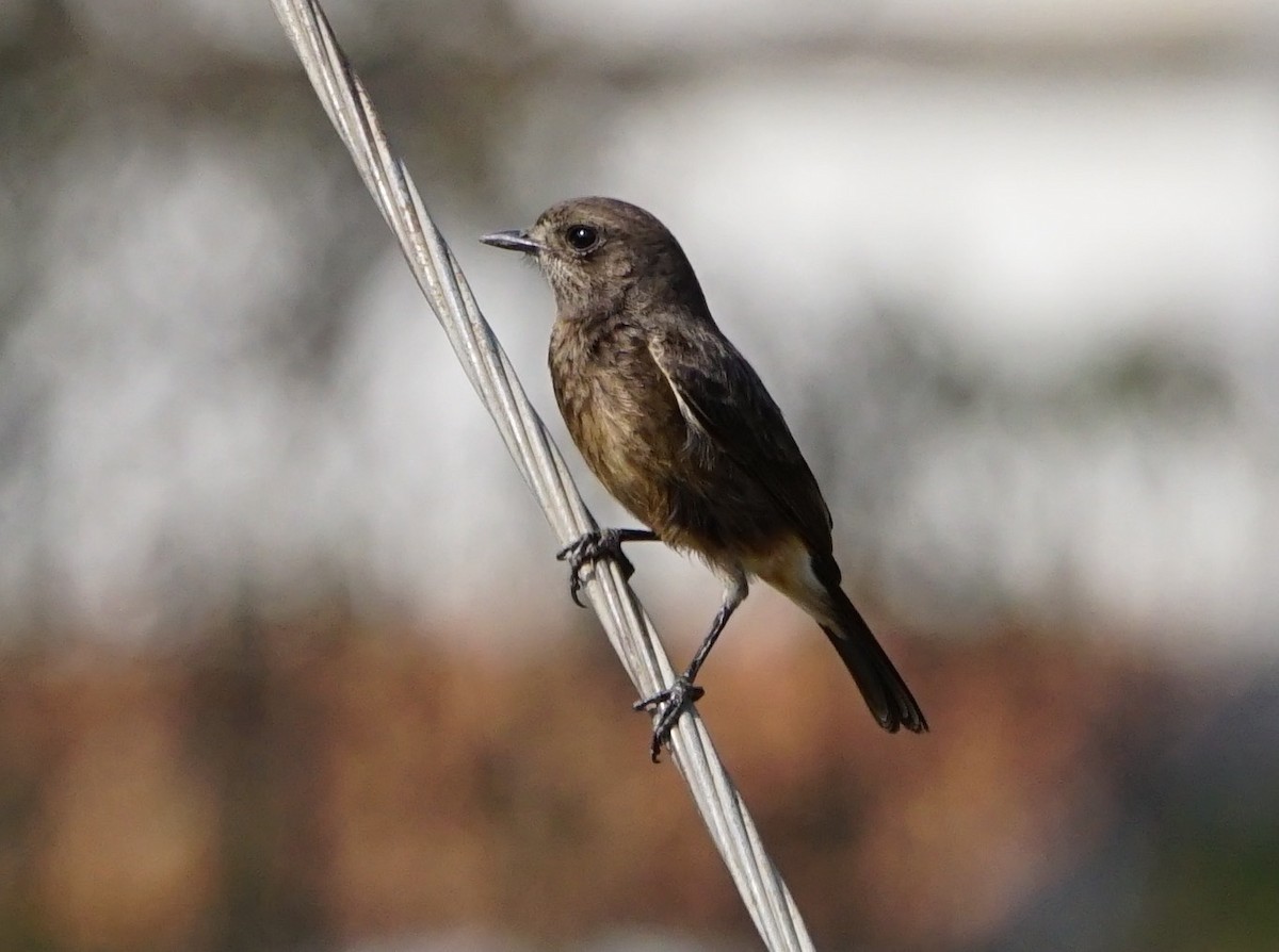 Pied Bushchat - ML53117641