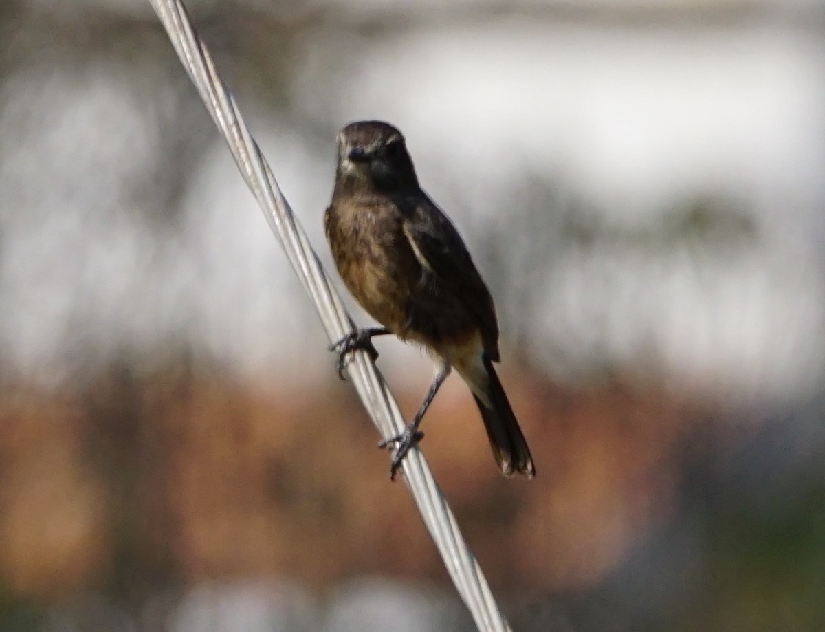 Pied Bushchat - ML53117651