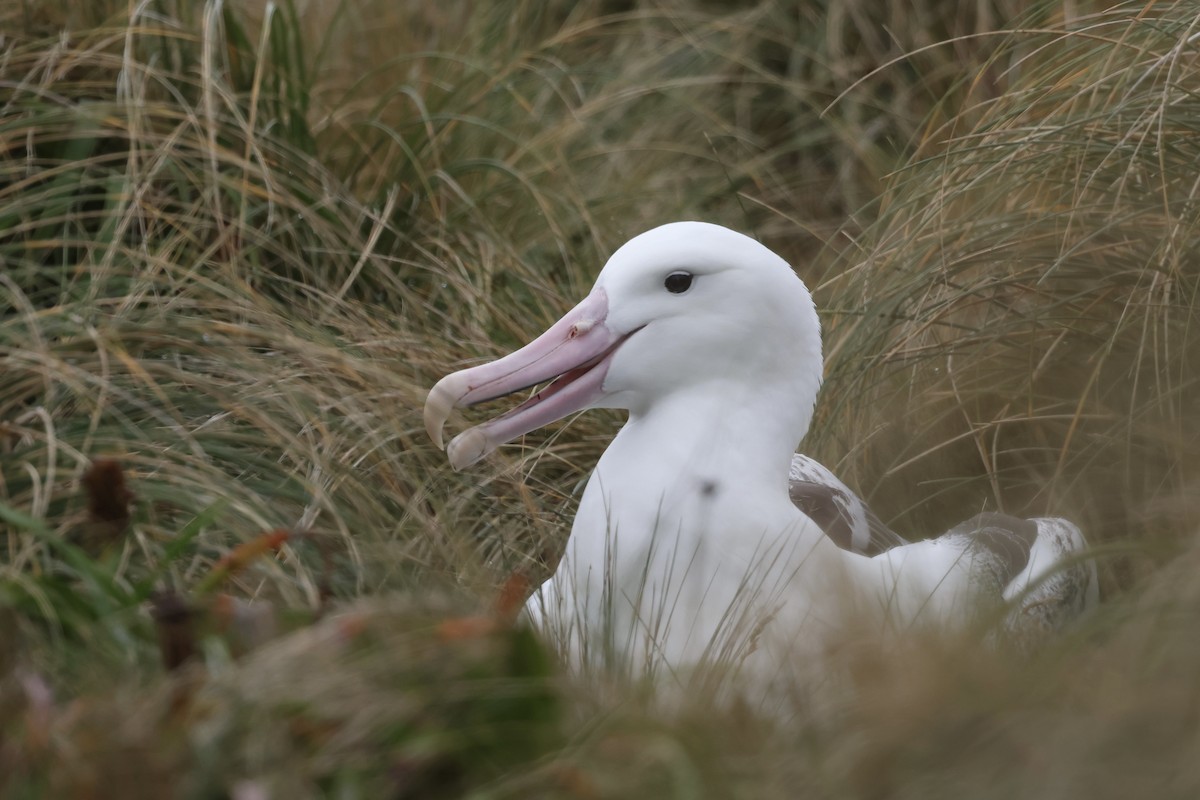 Northern/Southern Royal Albatross - ML531176731