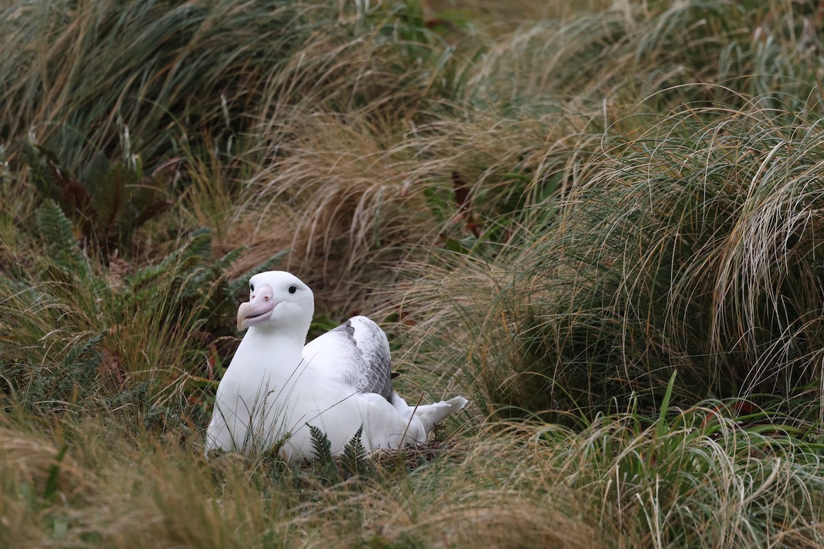 svartvingealbatross/kongealbatross - ML531176741