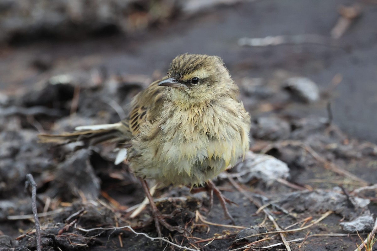 New Zealand Pipit - Brett Monroe Garner