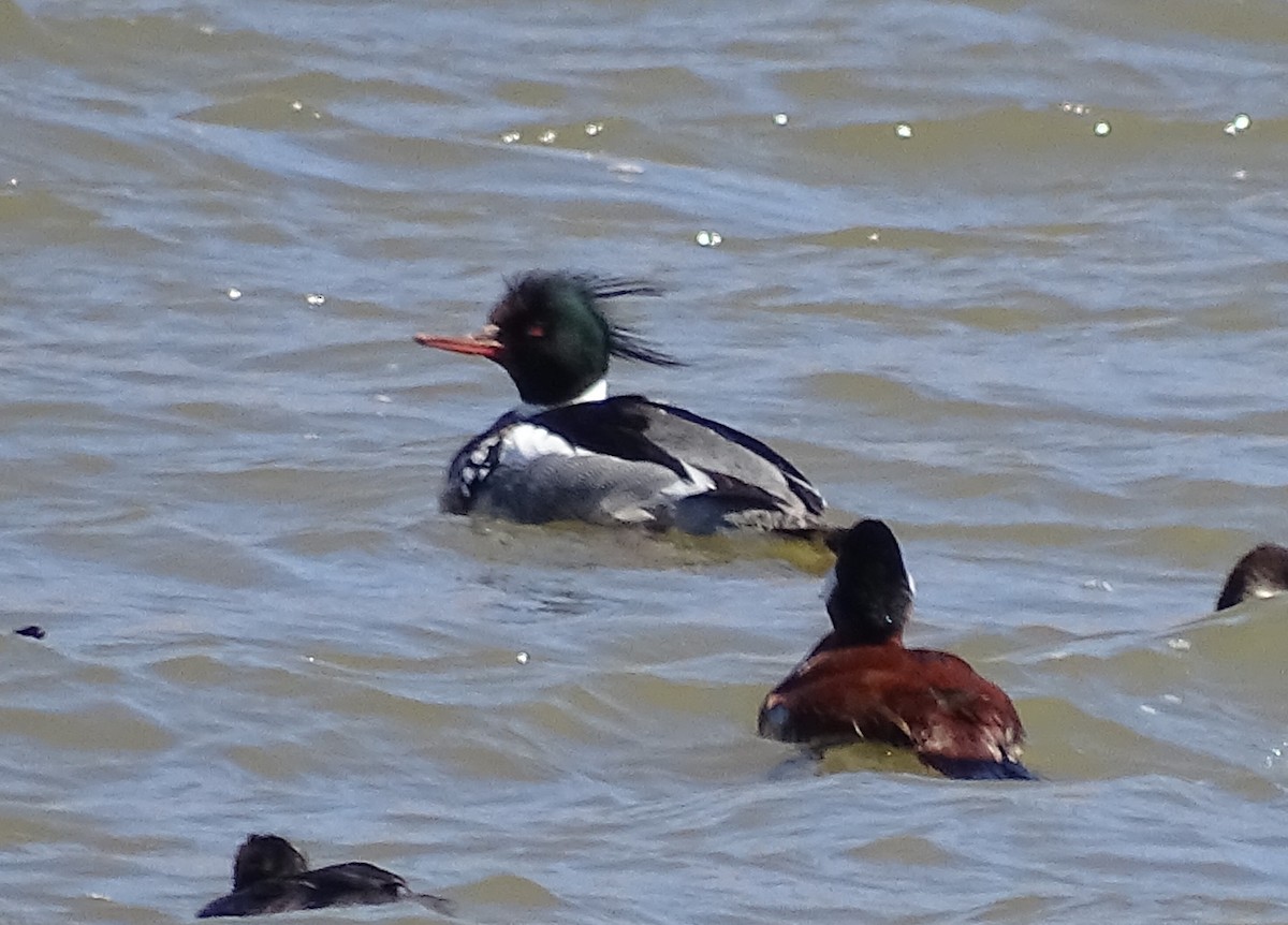 Red-breasted Merganser - Chris Howard