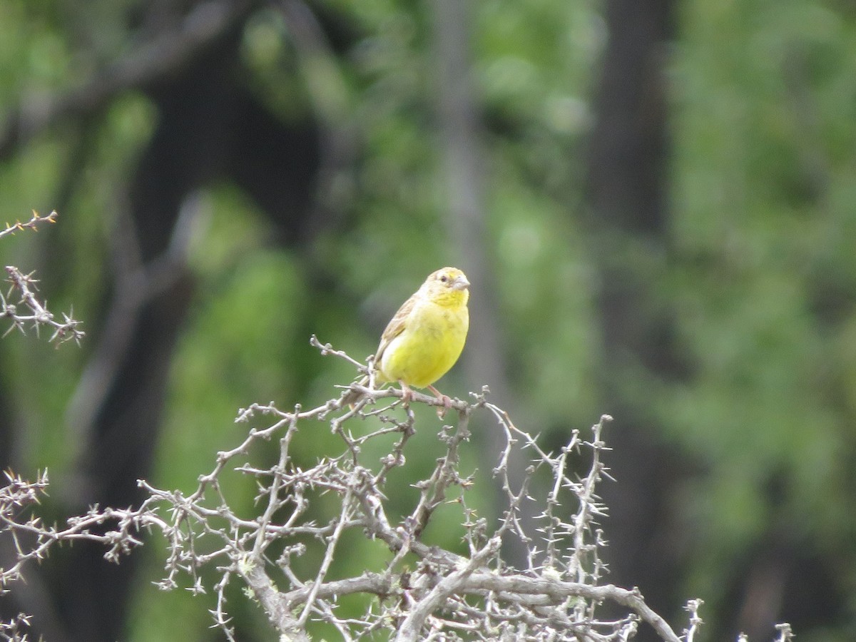 Grassland Yellow-Finch - ML531178021