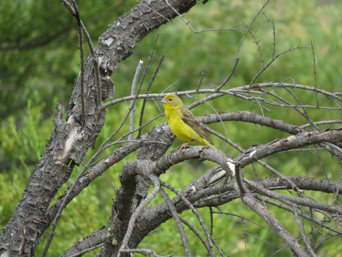 Grassland Yellow-Finch - ML531178061