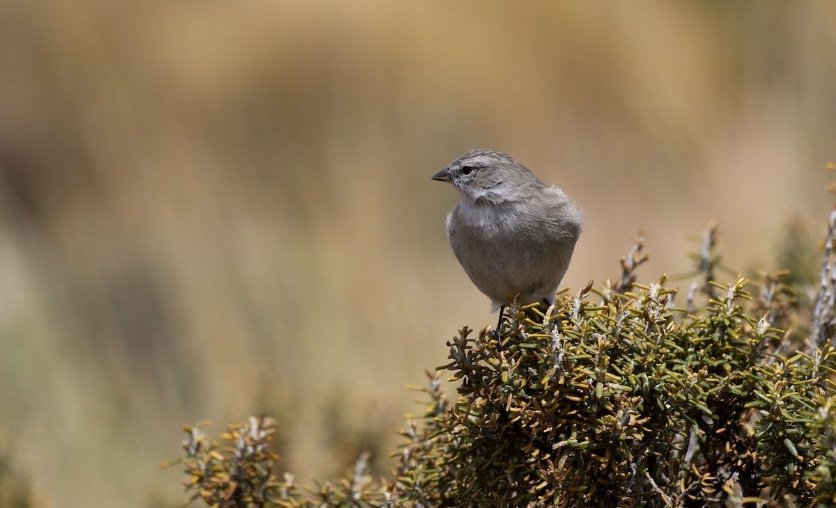 Ash-breasted Sierra Finch - ML531179911