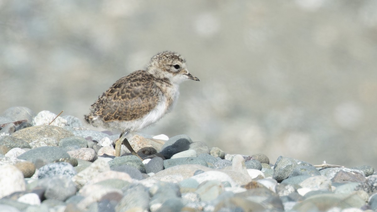 Double-banded Plover - ML531181241