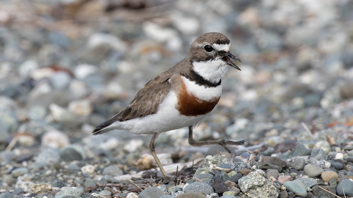 Double-banded Plover - ML531181251