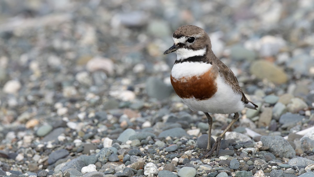 Double-banded Plover - ML531181261