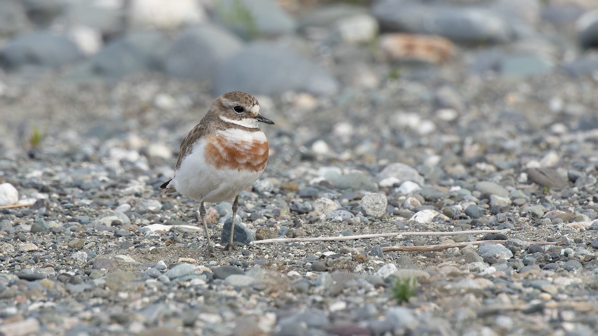 Double-banded Plover - ML531181281