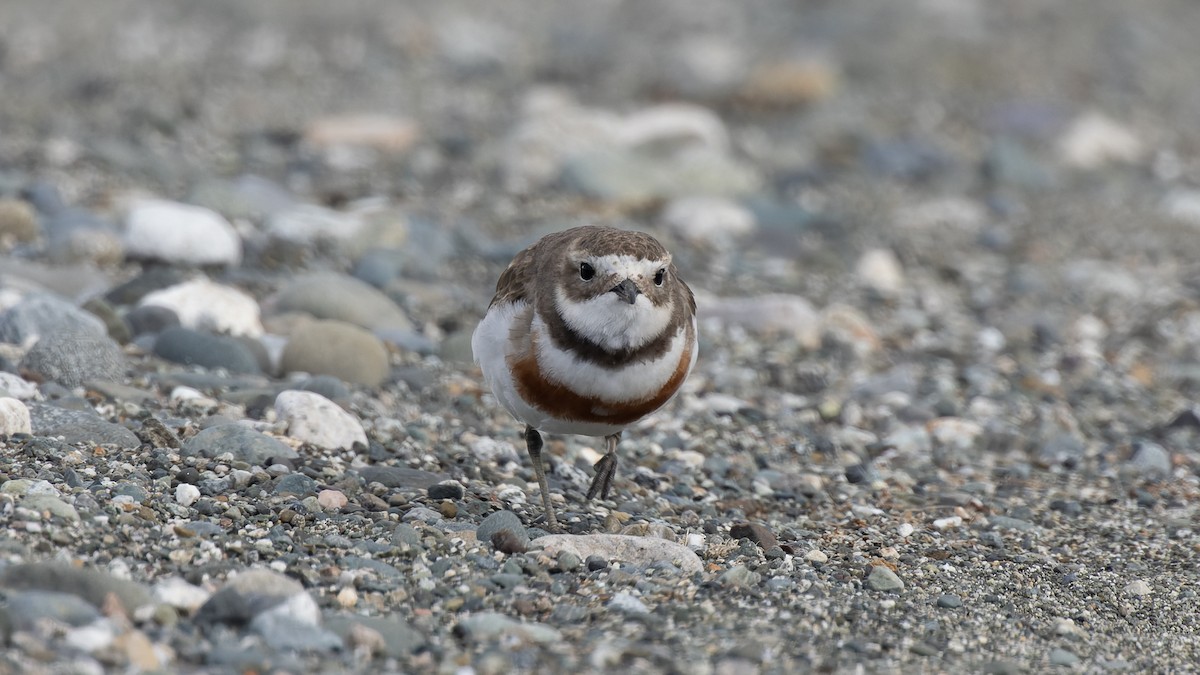 Double-banded Plover - ML531181291