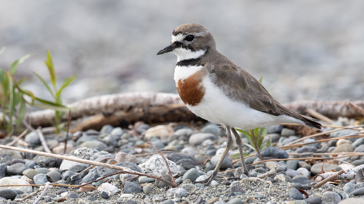 Double-banded Plover - David Newell