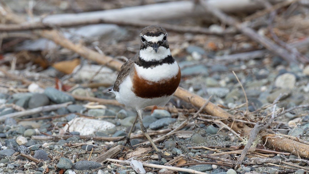 Double-banded Plover - ML531181311