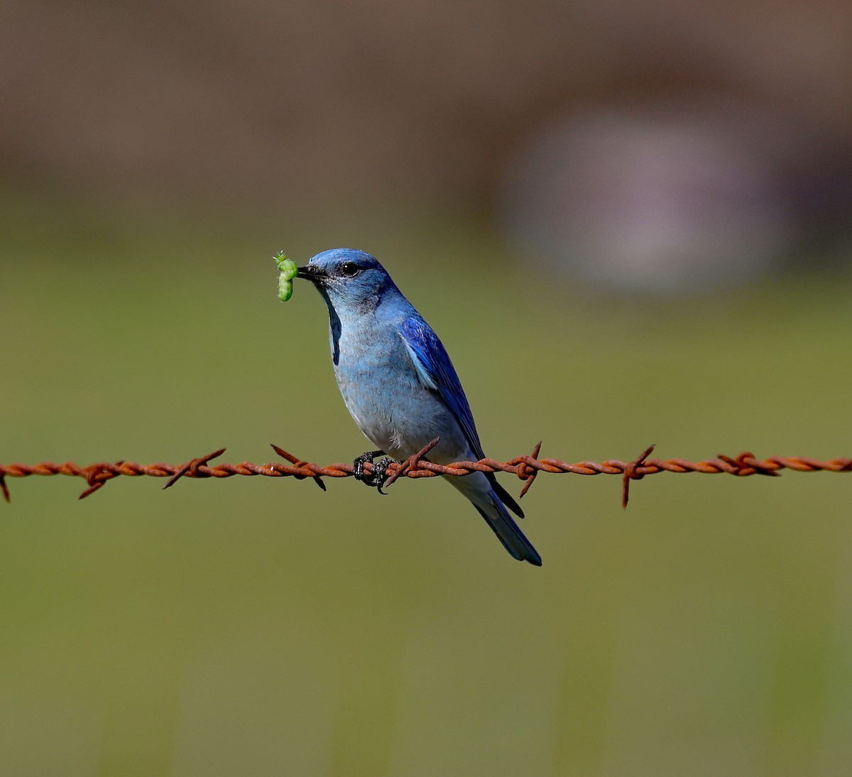 Mountain Bluebird - ML531182051