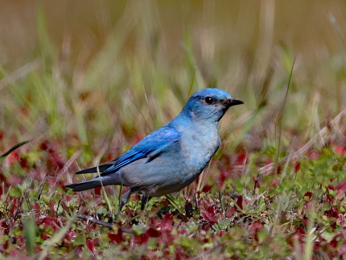 Mountain Bluebird - ML531182241