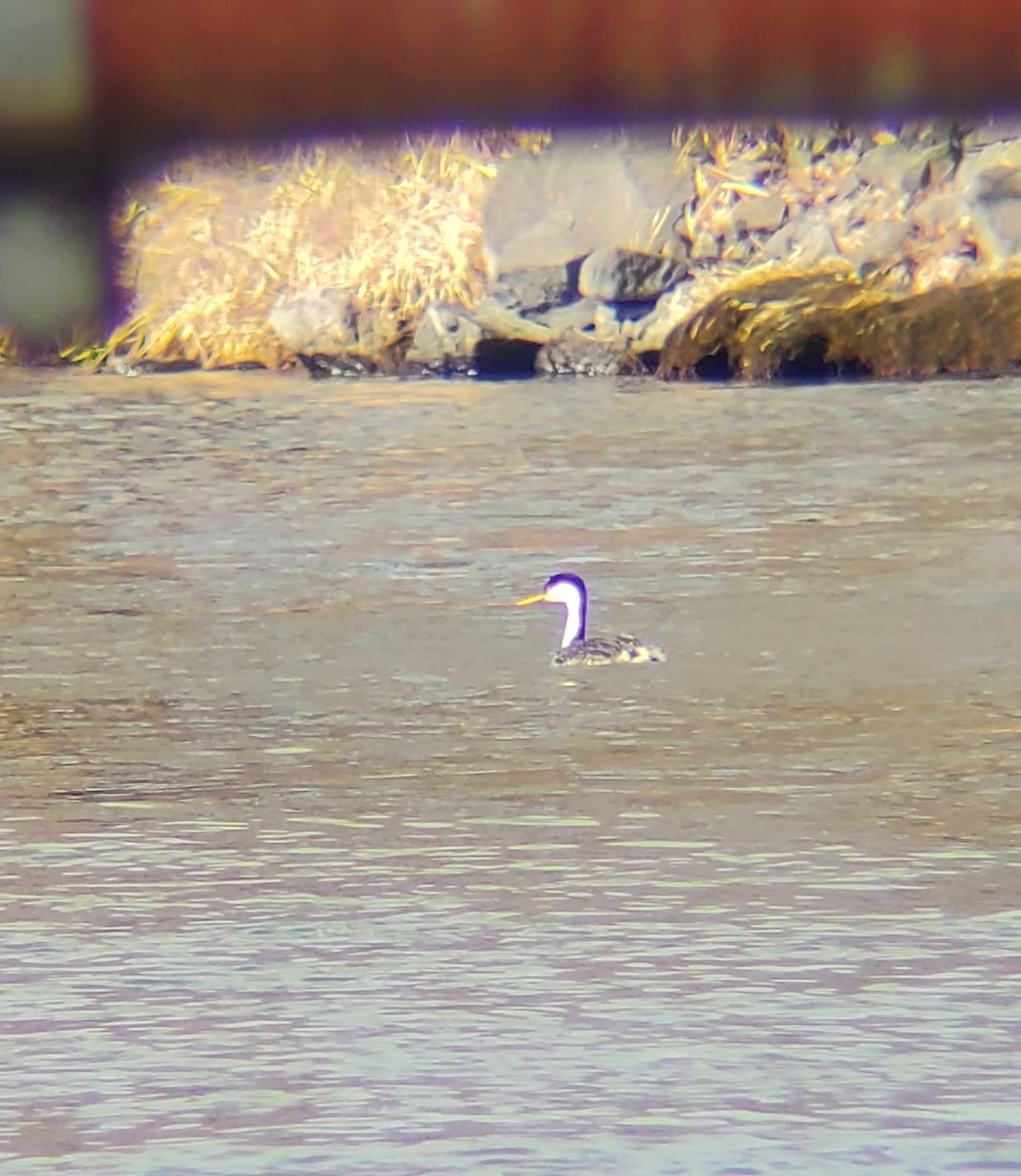 Clark's Grebe - ML531182461