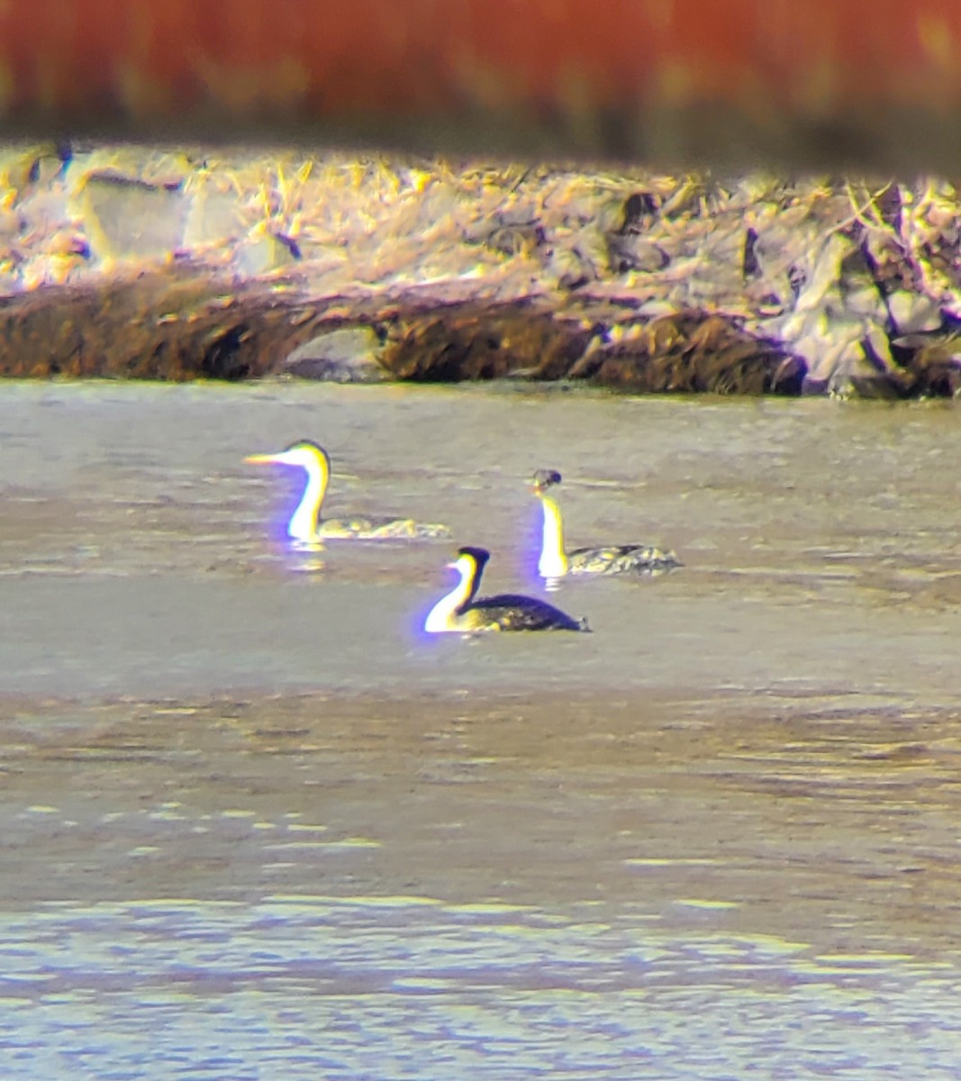 Clark's Grebe - ML531182471