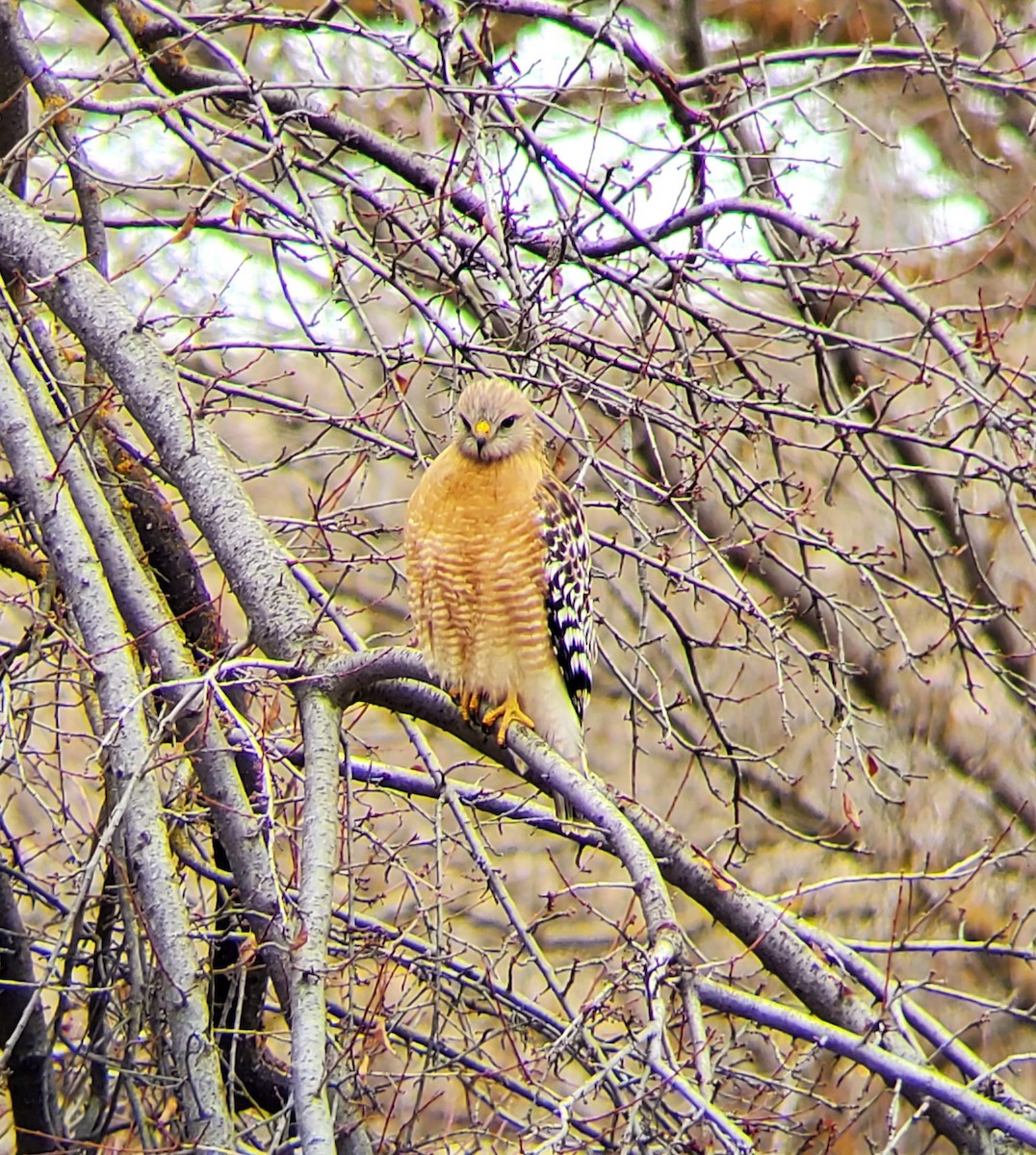 Red-shouldered Hawk - ML531182601