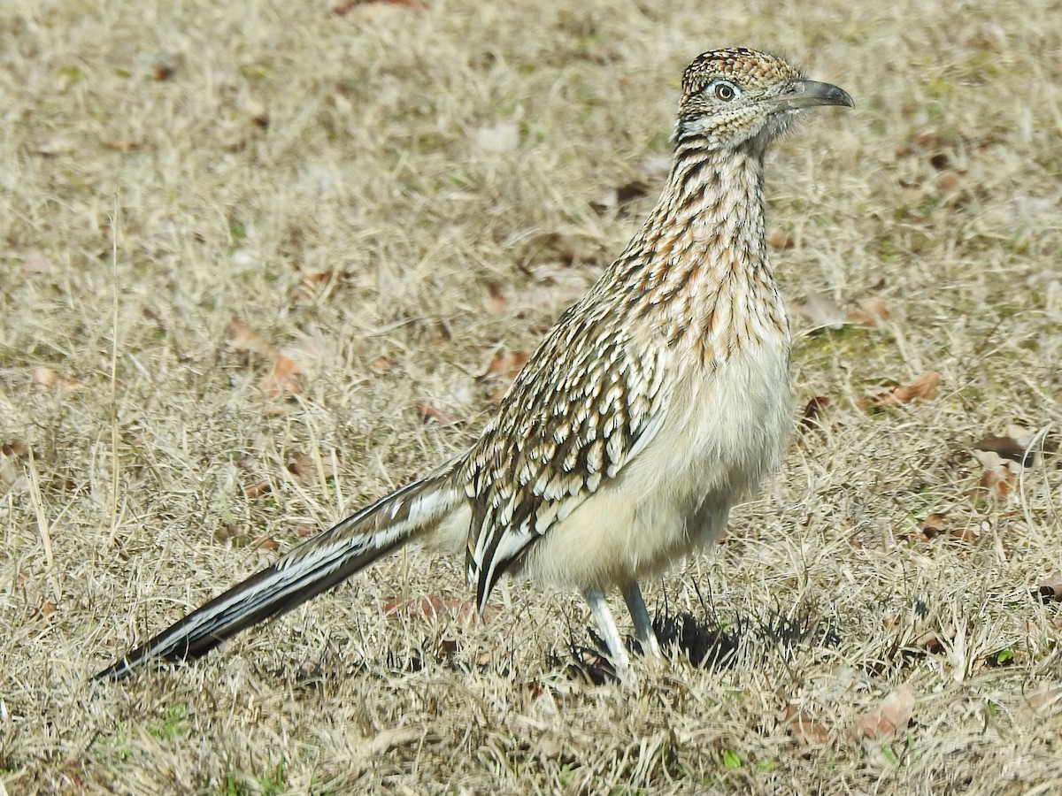 Greater Roadrunner - ML531183311