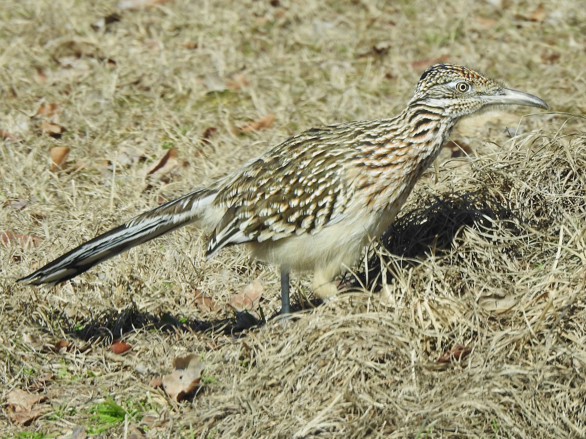 Greater Roadrunner - ML531183361